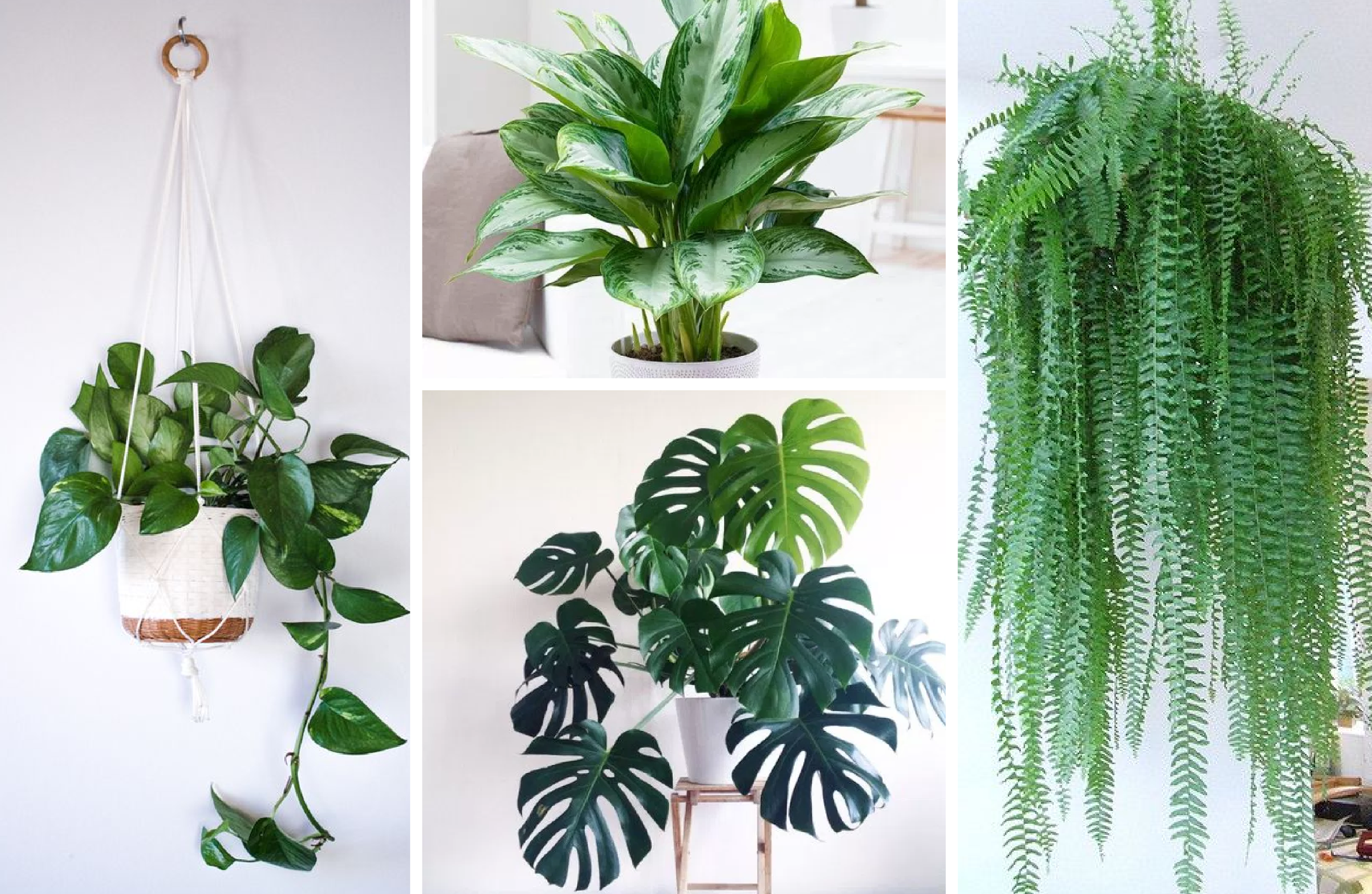 How to use indoor plants  to increase the aesthetics  of the 